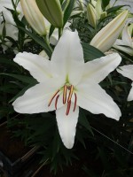 [5283 Nova Zenbla 2L No01.JPG]